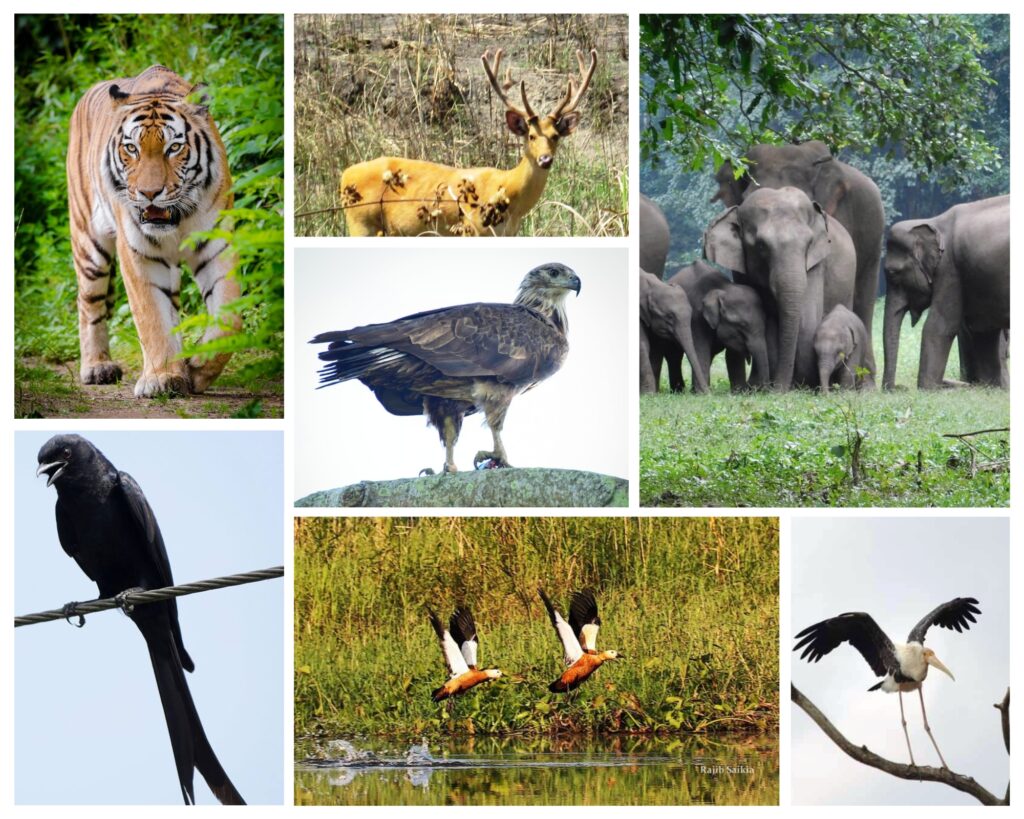 A diverse collage of wildlife found in Dandeli, featuring a tiger, deer, elephants, various bird species, and a majestic eagle, showcasing the rich biodiversity of the region.